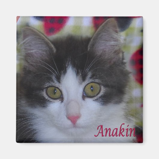 Anakin Two Legacy Cat Ladybugs Kitten Magnet (Vorne)