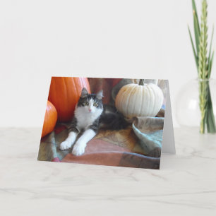 Anakin Two Legacy Cat & Pumpkins Fall Cat Card Karte