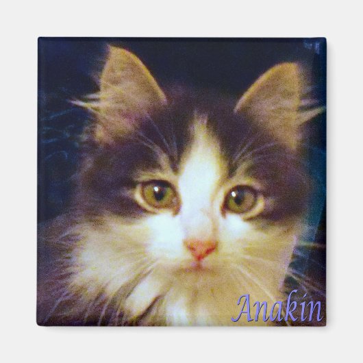 Anakin Two Leged Cat, Niedliches Kitten Square Mag Magnet (Vorne)