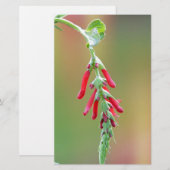Ananapfelblüte Briefpapier (Vorne/Hinten)