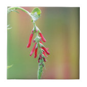 Ananapfelblüte Fliese (Vorderseite)