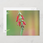 Ananapfelblüte Postkarte (Vorne/Hinten)