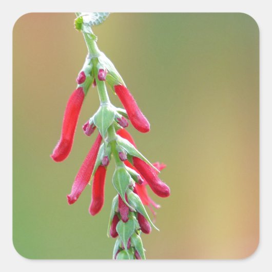 Ananapfelblüte Quadratischer Aufkleber (Vorderseite)