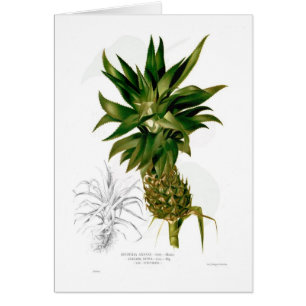 Ananas (Ananas comosus)