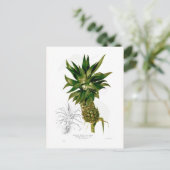 Ananas (Ananas comosus) Postkarte (Stehend Vorderseite)