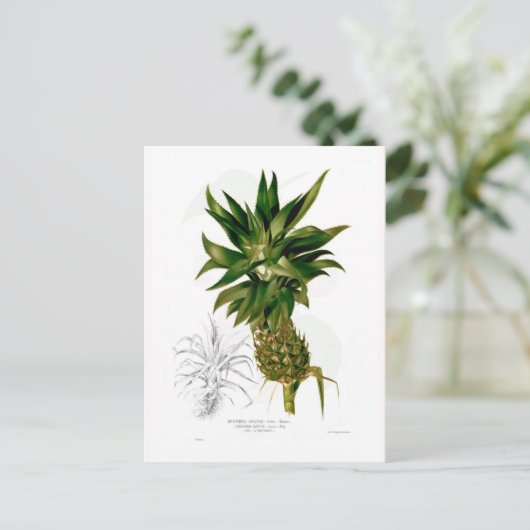 Ananas (Ananas comosus) Postkarte (Stehend Vorderseite)