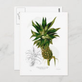 Ananas (Ananas comosus) Postkarte (Vorne/Hinten)