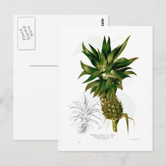 Ananas (Ananas comosus) Postkarte (Vorne/Hinten)