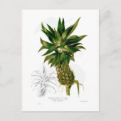 Ananas (Ananas comosus) Postkarte (Vorderseite)