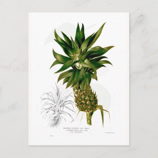 Ananas (Ananas comosus) Postkarte (Vorderseite)