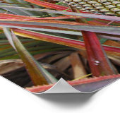 Ananas, Ananas, Feld der Ananas, Fotografie Poster (Ecke)