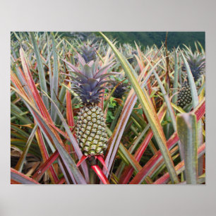Ananas, Ananas, Feld der Ananas, Fotografie Poster