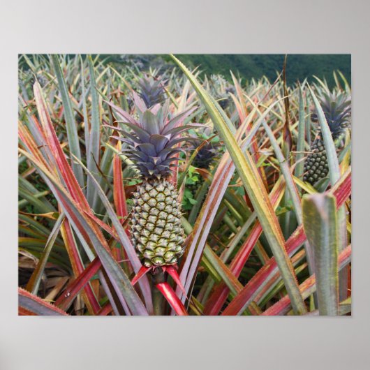 Ananas, Ananas, Feld der Ananas, Fotografie Poster (Vorne)