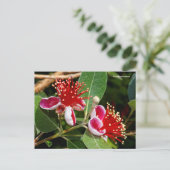 Ananas-Ananas-Guava / Guavasteen / Feijoa Postkarte (Stehend Vorderseite)