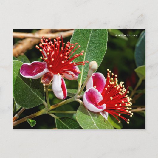 Ananas-Ananas-Guava / Guavasteen / Feijoa Postkarte (Vorderseite)