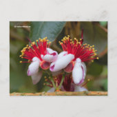 Ananas-Ananas-Guava / Guavasteen / Feijoa Postkarte (Vorderseite)