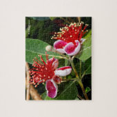 Ananas-Ananas-Guava / Guavasteen Puzzle (Vertikal)