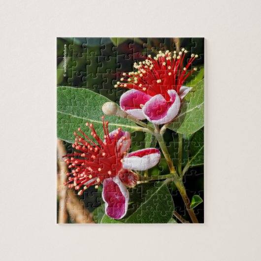 Ananas-Ananas-Guava / Guavasteen Puzzle (Vertikal)