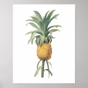 Ananas (Bromelia ananas) von Redouté Poster