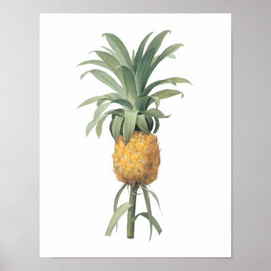 Ananas (Bromelia ananas) von Redouté Poster (Vorne)