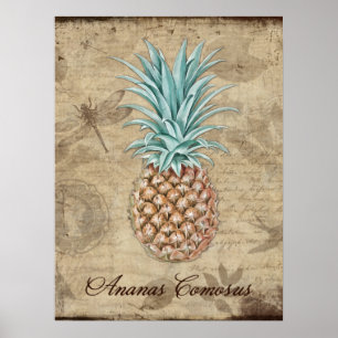 Ananas Comosus - Naturgeschichte Poster