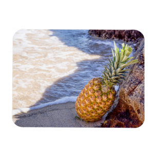 Ananas, die sich am Strand auf Felsen lehnen Magnet