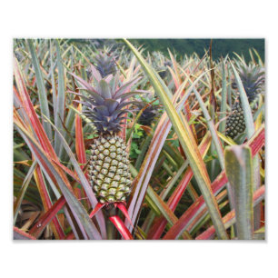 Ananas-Feld, Ananas, Fotografie