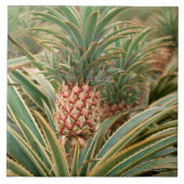 Ananas-Feld Fliese (Vorderseite)
