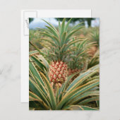 Ananas-Feld Postkarte (Vorne/Hinten)