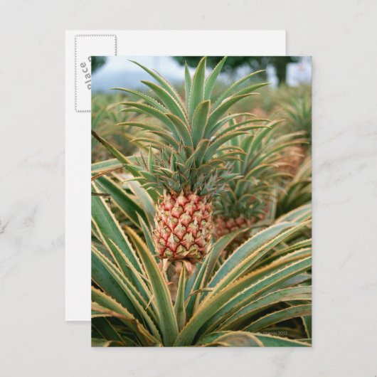 Ananas-Feld Postkarte (Vorne/Hinten)