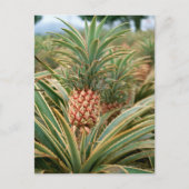Ananas-Feld Postkarte (Vorderseite)
