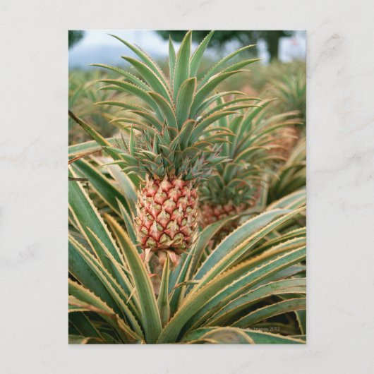Ananas-Feld Postkarte (Vorderseite)