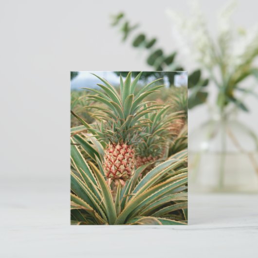 Ananas-Feld Postkarte (Stehend Vorderseite)