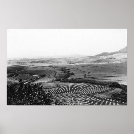 Ananas-Felder in Hawaii-FotografieHawaii Poster (Vorne)