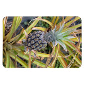 Ananas-Foto-Magnet Magnet (Horizontal)