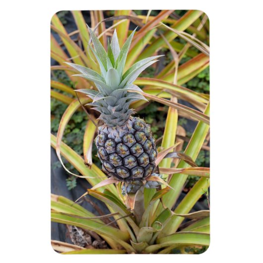 Ananas-Foto-Magnet Magnet (Vertikal)