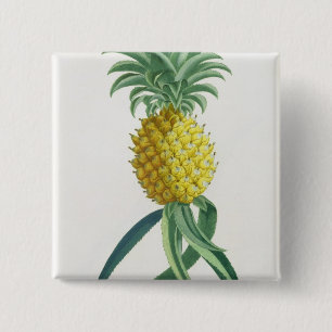 Ananas graviert von Johann Jakob Haid (1704-67) Button