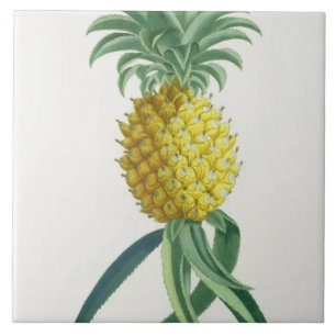 Ananas graviert von Johann Jakob Haid (1704-67) Fliese