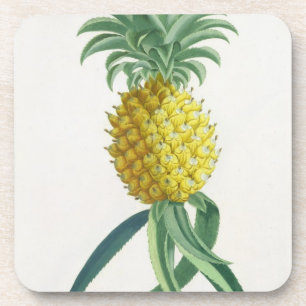 Ananas graviert von Johann Jakob Haid (1704-67) Getränkeuntersetzer