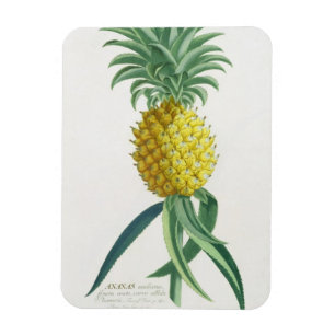 Ananas graviert von Johann Jakob Haid (1704-67) Magnet
