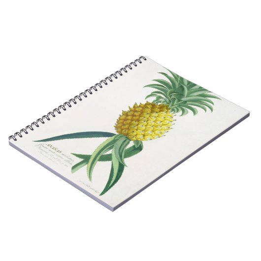 Ananas graviert von Johann Jakob Haid (1704-67) Notizblock (Linke Seite)