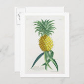 Ananas graviert von Johann Jakob Haid (1704-67) Postkarte (Vorne/Hinten)