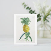 Ananas graviert von Johann Jakob Haid (1704-67) Postkarte (Stehend Vorderseite)