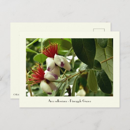 Ananas Guava Collectible Postcard Postkarte (Vorne/Hinten)