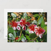 Ananas Guava / Guavasteen / Feijoa Blume Postkarte (Vorne/Hinten)