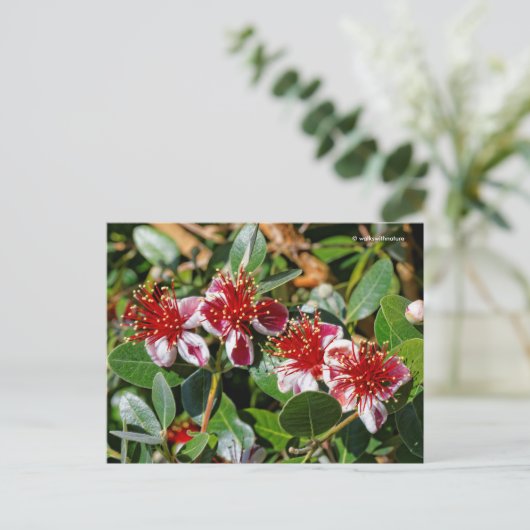 Ananas Guava / Guavasteen / Feijoa Blume Postkarte (Stehend Vorderseite)