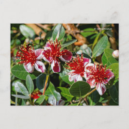 Ananas Guava / Guavasteen / Feijoa Blume Postkarte