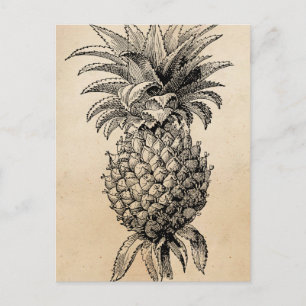 Ananas-Illustration im Vintage-Stil aus dem 19. Ja Postkarte