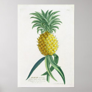 Ananas, in Gravur von Johann Jakob Haid (1704-67) Poster