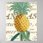 Ananas mit kalligraphischem Detail Poster (Vorne)